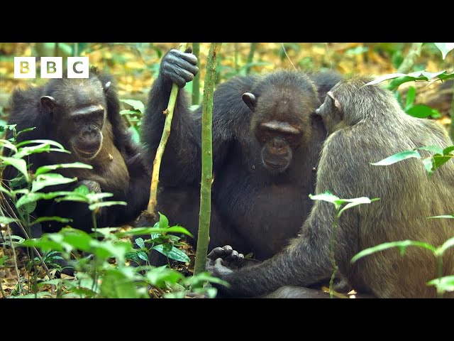 Chimps go digging for their dinner 🐒 | Mammals - BBC