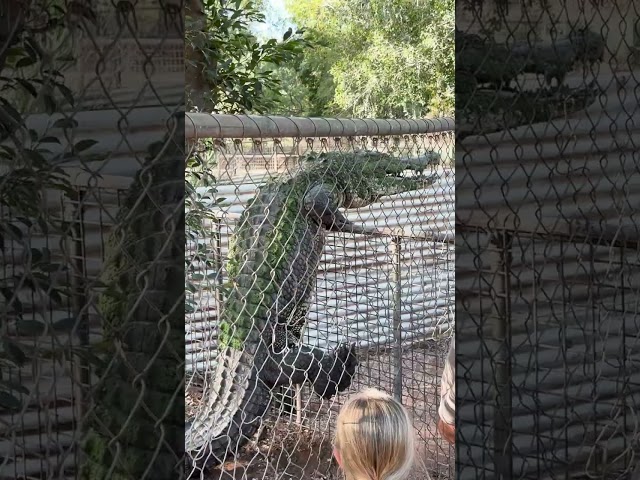 Crocodile Caught Trying to Escape Park Enclosure