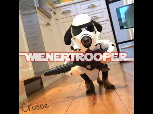 Star Wars WIENERTROOPER - Dachshund Star Wars Cosplay!