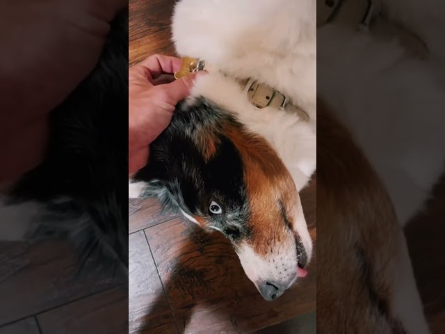Luna’s new dog tag
