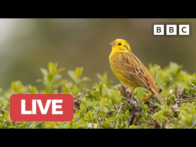🔴 LIVE wildlife cameras 🌷 15 June 🌺 BBC Springwatch 2023