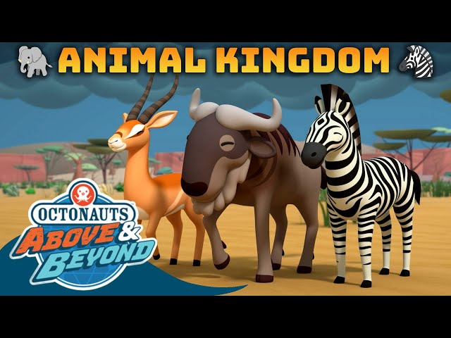 Octonauts: Above & Beyond - 🐯🐘 Animal Kingdom 🦓🦁 | Compilation | @Octonauts​