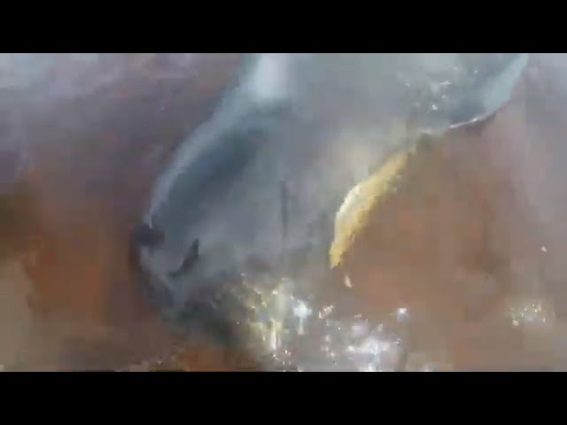 Heartbreaking Bodycam Video Documents Distressed Stranded Whales in Australia