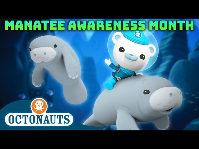 @Octonauts -  🛟 Manatee Rescue Operation ⛑️  | Manatee Awareness Month | 40 Mins+ Compilation