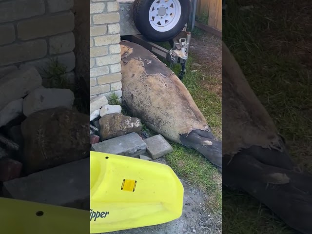 Neil the Seal Spotted Trying to Break Into Garage