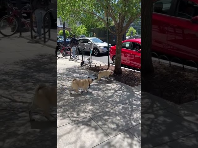 Pug Spotted Riding Skateboard on DC Sidewalk