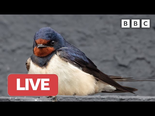 🔴 LIVE wildlife cameras 🐰 13 June 🌺 BBC Springwatch 2023