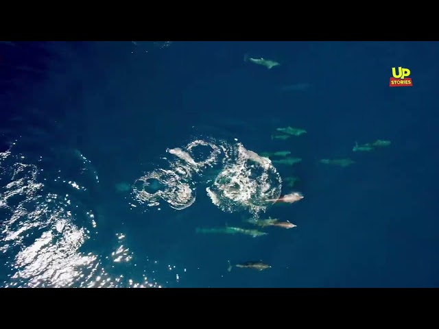 Vivid Aerial Video Shows Pod of Dolphins Swimming off Grecian Coastline