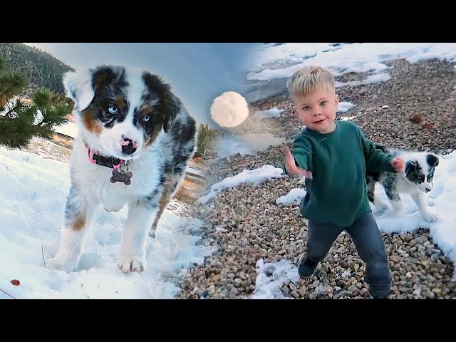 NEW PUPPY MEETS SNOW