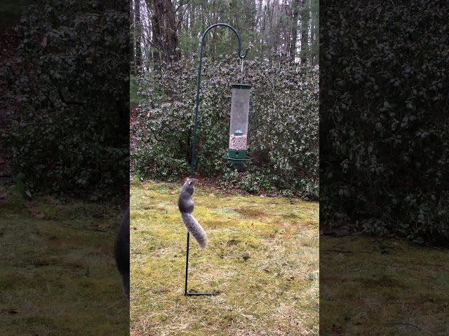 Squirrel Gets Wild Ride On Spinning Bird Feeder