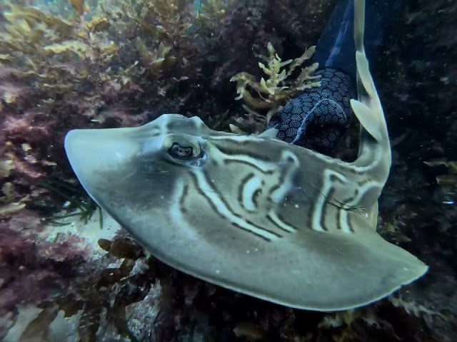 Free Divers Rescue Banjo Shark From Fishing Line and Hook