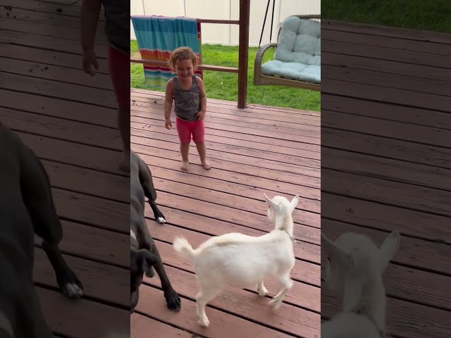 Playful Jumping Goat Has Girl in Fits of Laughter