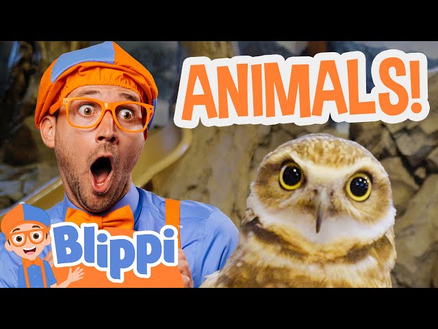 Blippi Feeds and Plays with Animals at the Zoo! | Blippi Full Episodes