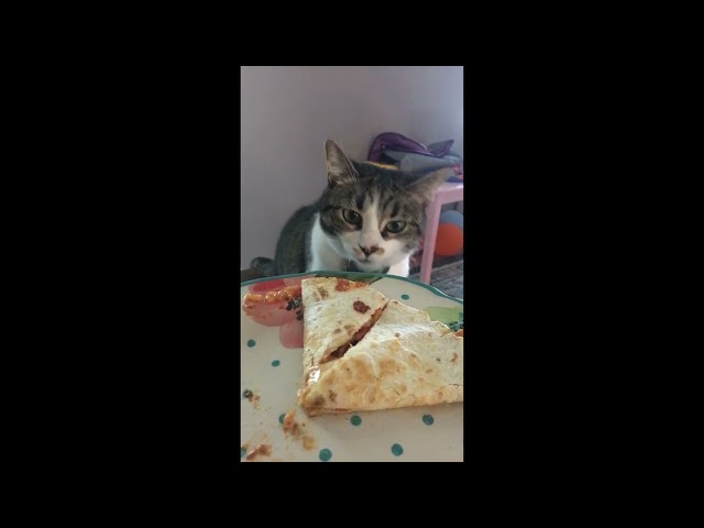 Cat Tries to Grab Quesadilla From Owner's Plate