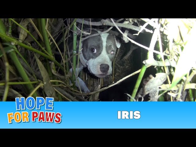Finding Iris: Saving a homeless injured dog + an unexpected surprise!!!  Please share. #dog