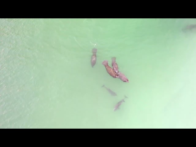 Serene Aerial Video Shows Manatees and Dolphins Swimming Together in Gulf of Mexico