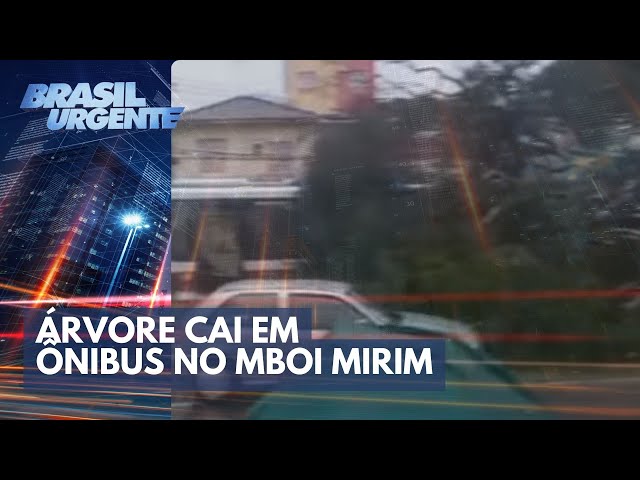 Árvore cai em ônibus no Mboi Mirim | Brasil Urgente