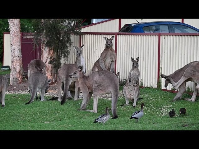 Duck Has Hilarious Head Over Feet Landing in Front of Kangaroos