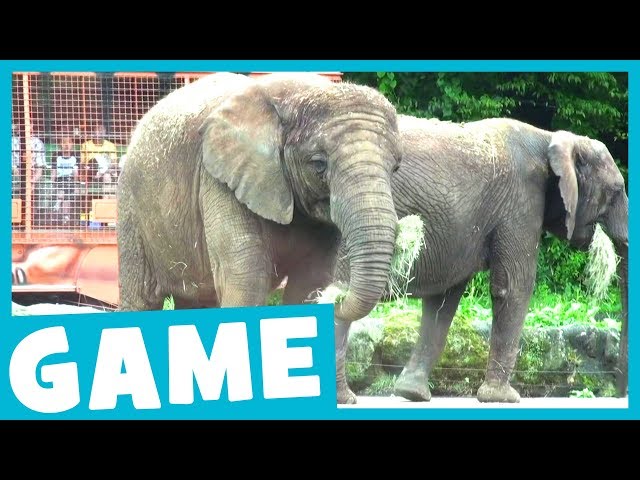 Learn Zoo Animals | What's That Sound? Game for Kids | Maple Leaf Learning