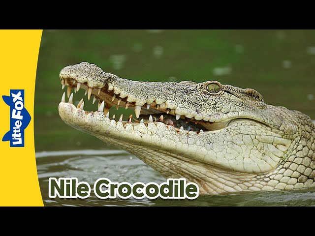Meet the Animals | Nile Crocodile | Wild Animals | Stories for Kindergarten