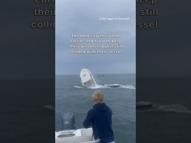 Breaching Whale Capsizes Boat