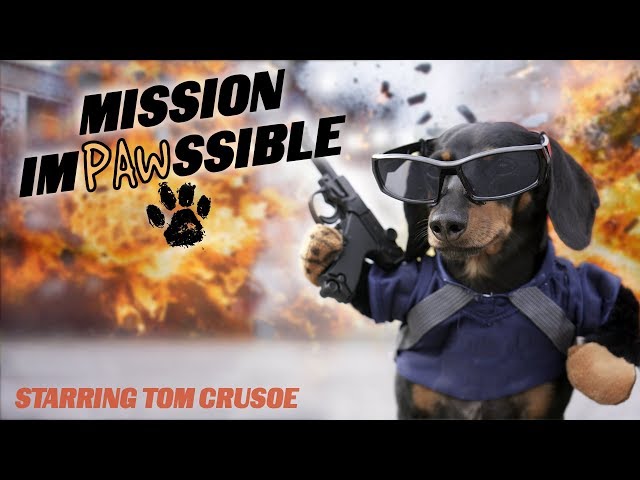 MISSION IMPAWSSIBLE - Funny Wiener Dog Action Movie!