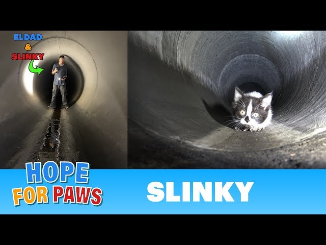 Sewer rescue UNDER the city of Los Angeles! ♥♥♥ You don't want to miss this one! #kitten