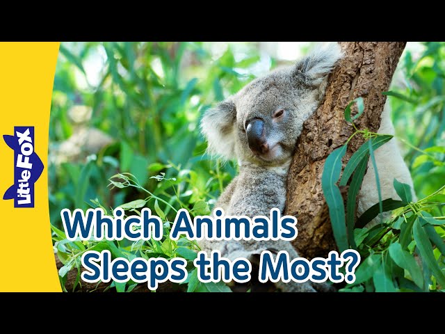 💤 Animals That Sleep the Most! 🌙 | Fun Facts about Koalas, Bats, and Tigers! 🐨🦇🐯