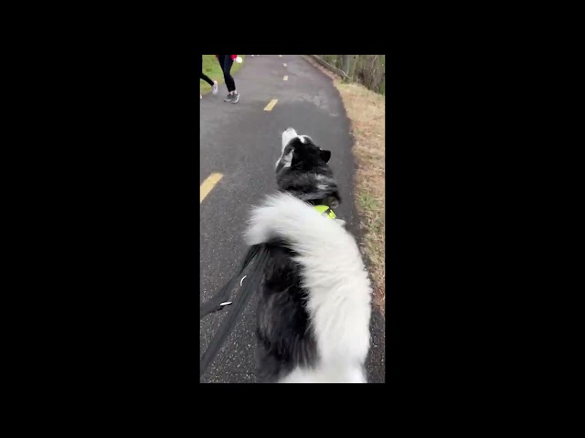 Husky Gargles 'Hello' at Passersby on Walk