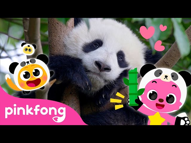 Baby Panda, Hoo Ha! | Kids Nursery Rhyme | Pinkfong Ninimo