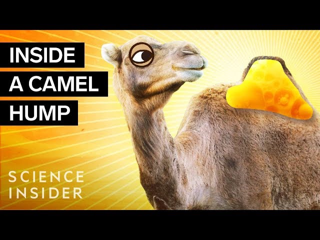 What's Inside A Camel Hump?