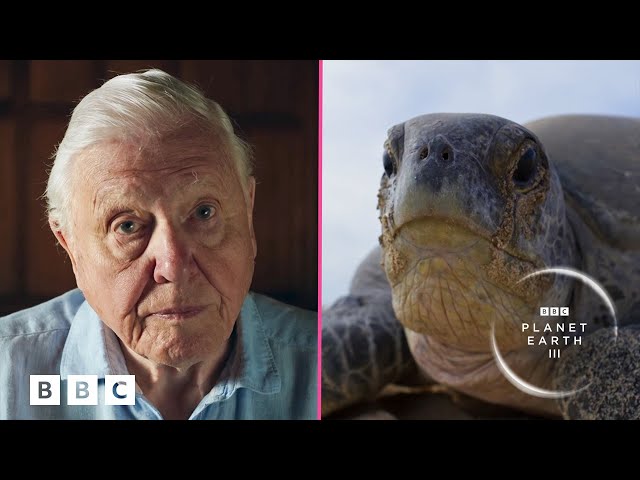 Sir David Attenborough on saving baby turtles 🐢 | Planet Earth III - BBC