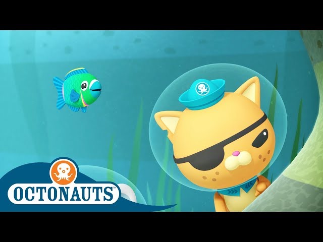Octonauts - Kwazii’s New Best Friend | Cartoons for Kids | Underwater Sea Education