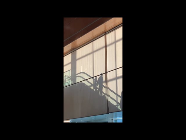 Escalator Silhouettes