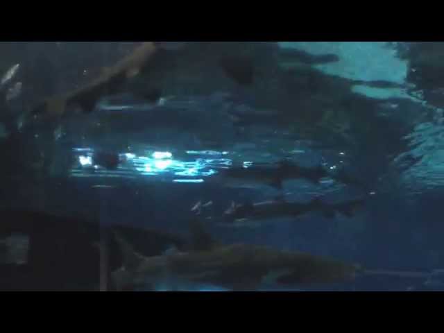 Bottom view from Ripley's Aquarium