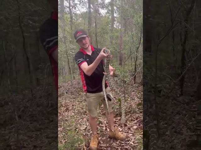 Hungry Python Visits Brisbane Birdcage for Snack