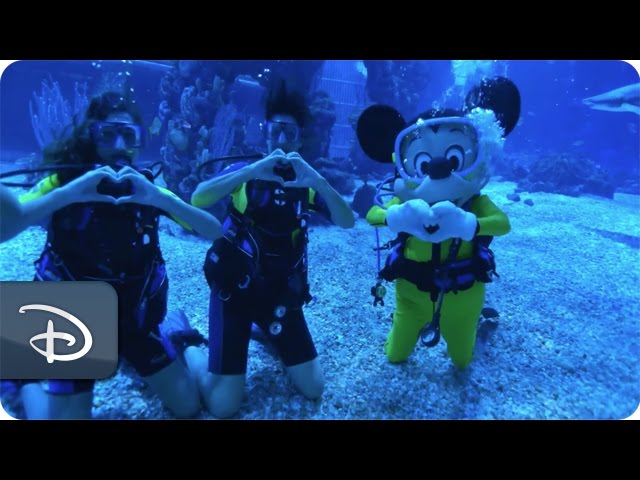 First Dive | Epcot DiveQuest | Walt Disney World