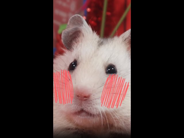 Hamster Fun with Yarn! 🐹🧶 Princess Power #shorts