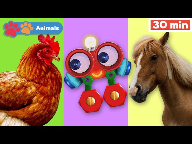 Learn Animals w Robi | Educational Early Learning Videos | Animals Names & Sounds | Chicken & Horse