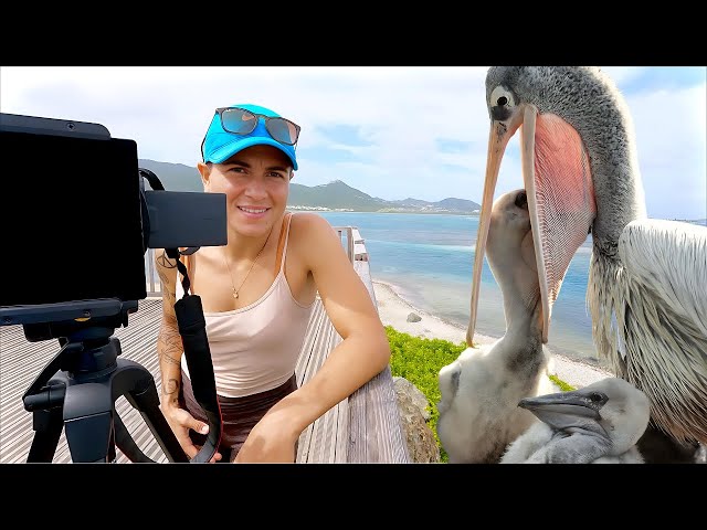 Pelican Nest Caught On Camera | Dream Shot #1