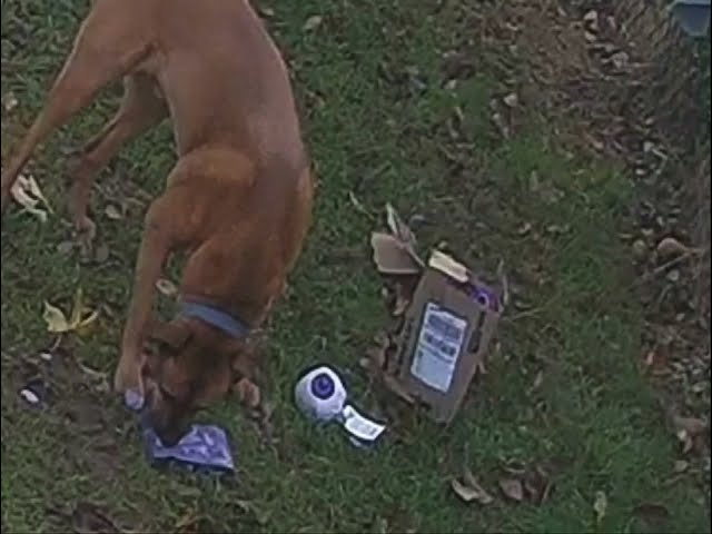 Excited Dog Unboxes His BarkBox Package