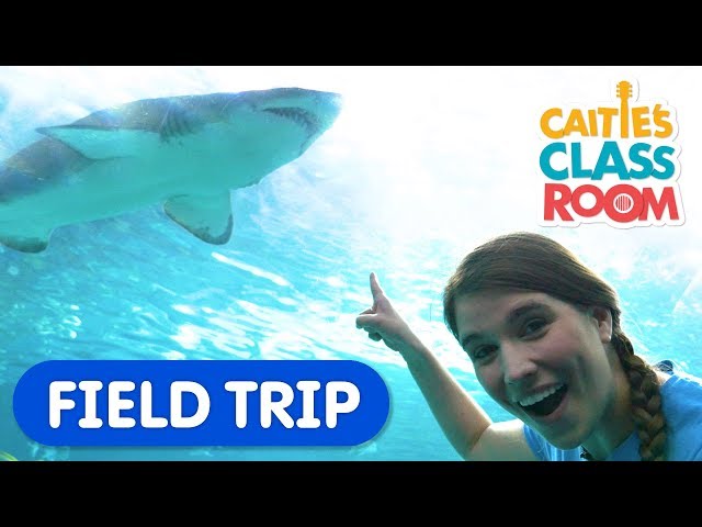 Explore Underwater Animals At The Aquarium | Caitie's Classroom Field Trip | Shark Video for Kids