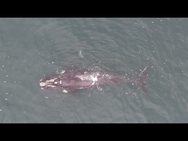 Whale and Newborn Calf Spotted Off Cape Solander Coast