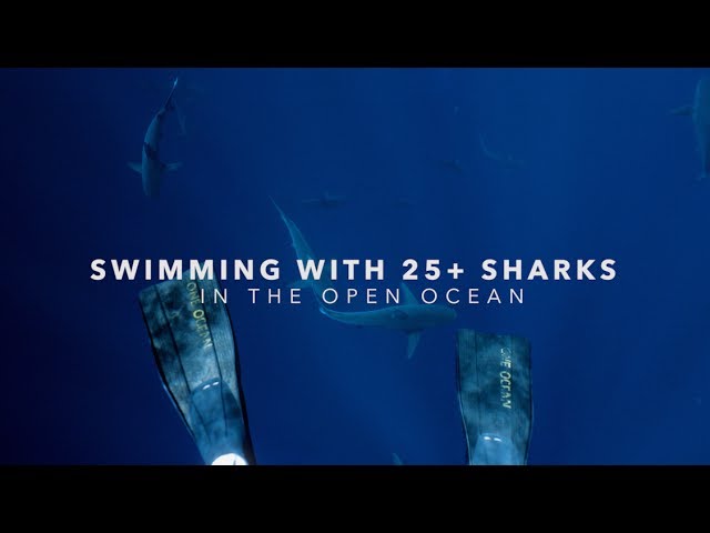 Swimming With Sharks In The Open Ocean! - One Ocean Diving