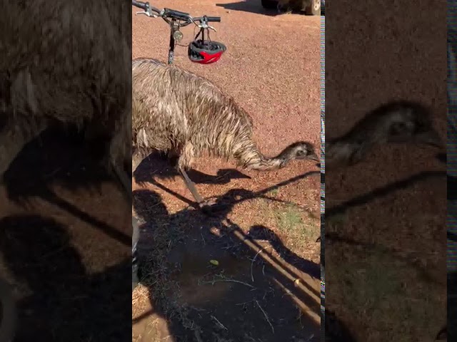'Bath Time!': Woman Gives Emus a Hose-Down in Australian Outback