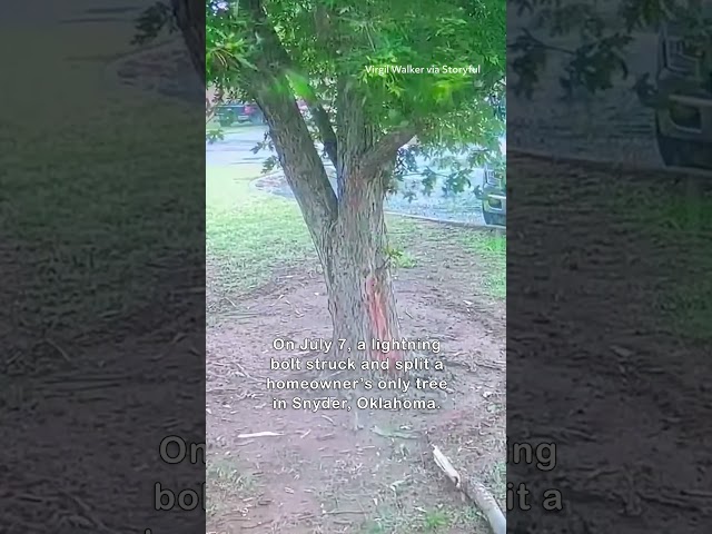 Lightning Bolt Strikes Tree Outside Home