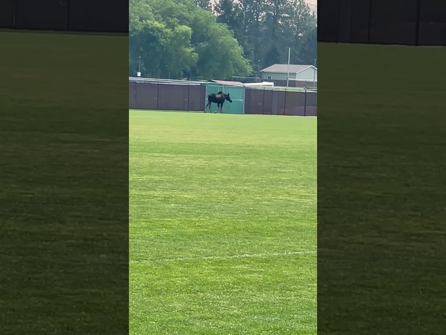 Moose Wanders Around University of Montana Campus