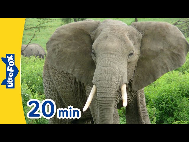 Meet the Animals 20 min | Mammals for Kids l Gorilla, Elephant, Whale, Tiger, Giraffe + More