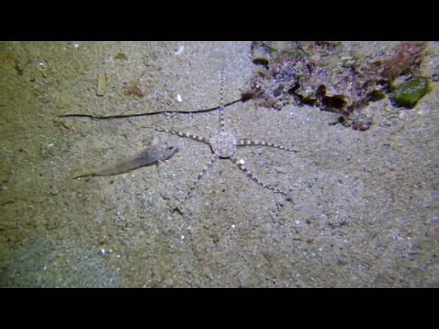 I'm Walkin' Here! Brittle Star and Fish Filmed in Tense Standoff