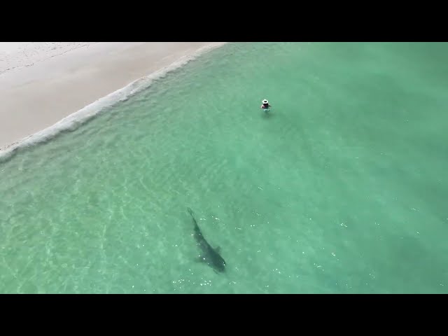 Drone Captures Shark Coming Close to Swimmers on WA Coast